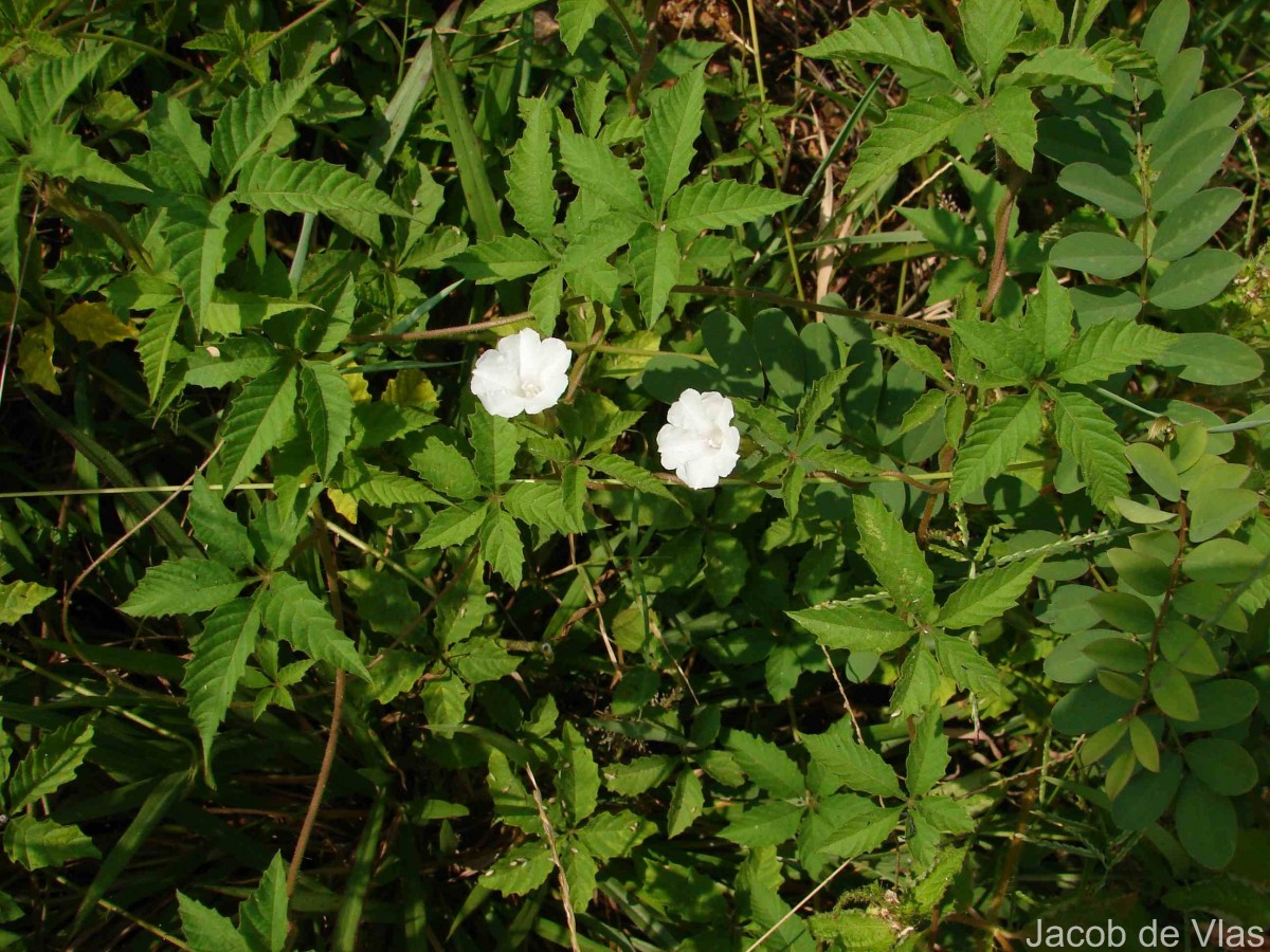 Distimake cissoides (Lam.) A.R.Simões & Staples